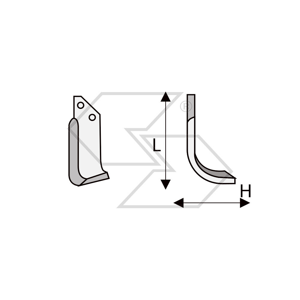 Hoes X Paternal Cricket 131
