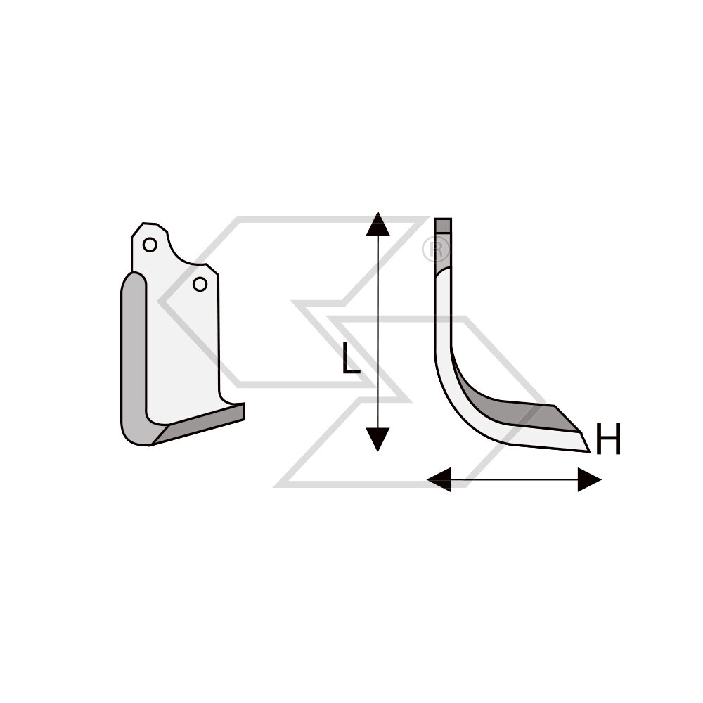 Zappetta Maschio B Zappetta Maschio B
